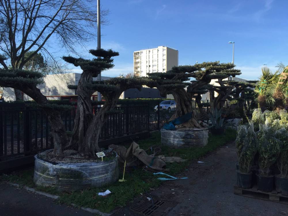 Arbres jardin